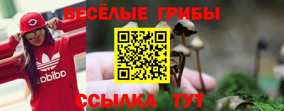 Псилоцибиновые грибы Psilocybine cubensis Шебекино